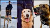 Jubilan a tres perritos de la Policía de Hermosillo; conmovedor VIDEO de despedida se vuelve viral
