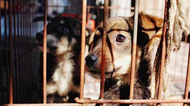 Perrito es rescatado por oficiales entre cables de alta tensión tras caer en alcantarilla de Hermosillo