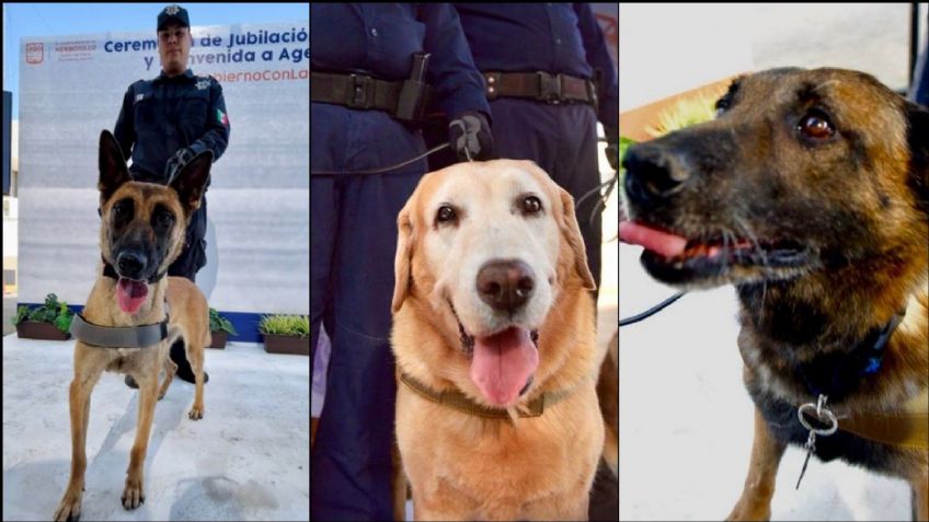 Jubilan a tres perritos de la Policía de Hermosillo; conmovedor VIDEO de despedida se vuelve viral
