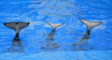 Familia es atacada por un grupo de orcas en el mar de Gibraltar; así sucedió el aterrador momento