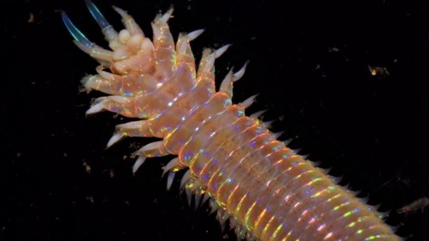 Turista encuentra a un gusano gigante en las playas de Australia; el VIDEO se volvió viral rápidamente