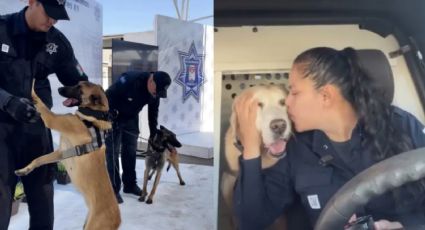 VIDEO: Mientras 'Bubu' se jubila, Policía de Hermosillo integra a 4 nuevos elementos al Grupo K9