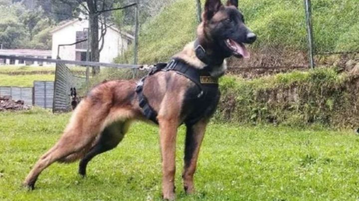 Continúa la búsqueda del perro rescatista 'Wilson'; influencer le escribe canción y se vuelve viral