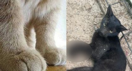 Caso de maltrato animal indigna en Hermosillo; mujer ata las patas de un gato por esta razón