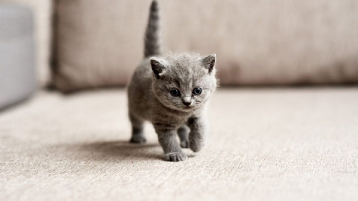 FUERTE VIDEO: 'Ebrio' atrapa a gatito y le arranca la cabeza con las manos; lo buscan en Edomex