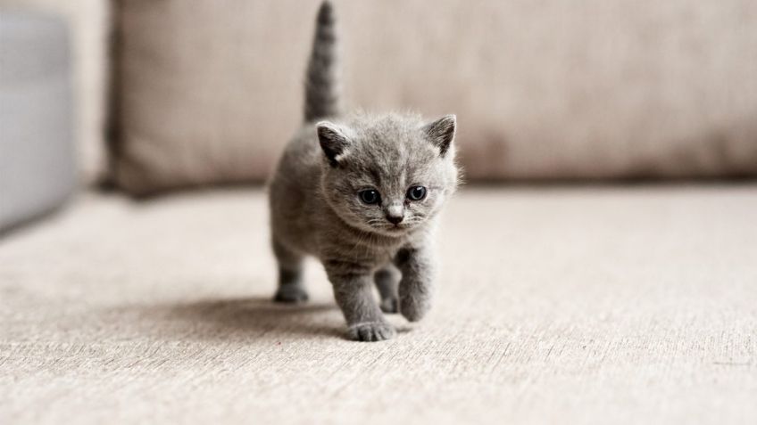 FUERTE VIDEO: 'Ebrio' atrapa a gatito y le arranca la cabeza con las manos; lo buscan en Edomex