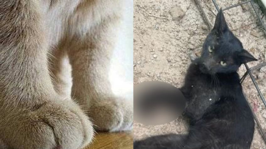 Caso de maltrato animal indigna en Hermosillo; mujer ata las patas de un gato por esta razón