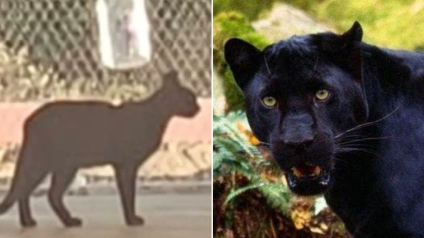 ¡Falsa alarma! Pantera reportada en primaria de Villa de Seris era un gato de gran tamaño