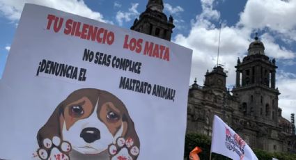 Se manifiestan por los derechos animales en CDMX; Exigen justicia para Huellitas y fuertes castigos