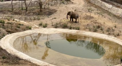 Ya llegó a CDMX la elefanta 'Gipsy' para acompañar en el Zoológico de San Juan de Aragón a 'Ely'