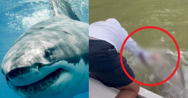 Alerta en Sonora por ataque de Tiburón al sur del estado