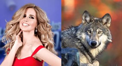 Escándalo en Televisa: Acusan a Raquel Bigorra de tener un lobo como mascota; piden investigar