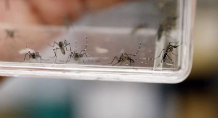 Temporada de lluvias y enfermedades: Alertan en Estado de México por dengue, zica y chikungunyia