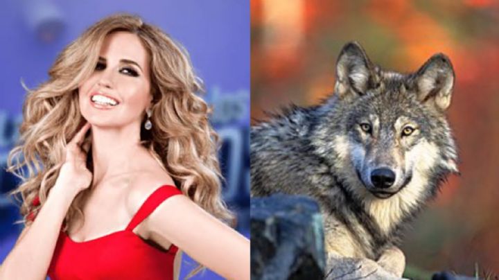 Escándalo en Televisa: Acusan a Raquel Bigorra de tener un lobo como mascota; piden investigar