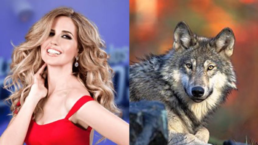 Escándalo en Televisa: Acusan a Raquel Bigorra de tener un lobo como mascota; piden investigar
