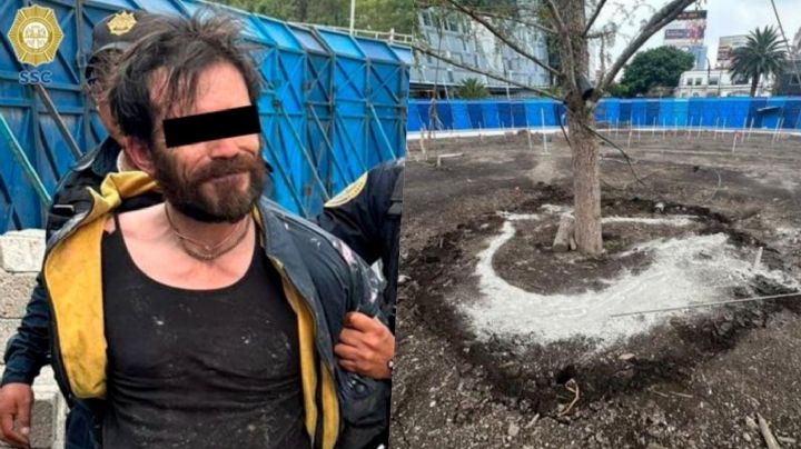 ¡Está vivo! Aseguran que ahuehuete de Paseo de la Reforma ya tiene raíces tras ataque con cemento