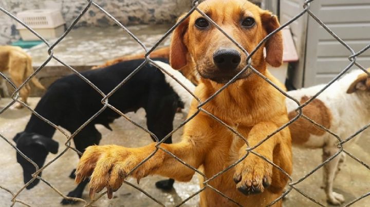 ¡Insólito! Cae 'rescatista' tras operativo en Edomex; tenía 65 perros para vender a carniceros