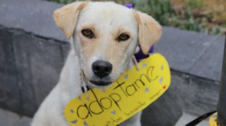 Todo un éxito el Animal Fest en la alcaldía Tlalpan: Jornada de adopción y esterilización gratuita