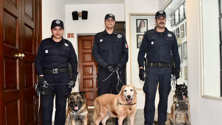 ¡Tendrán nuevo hogar! Ayuntamiento de Hermosillo aprueba adopción de perros policías jubilados