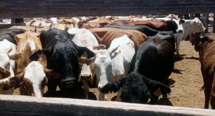 Tras cateo a rancho, Fiscalía de Sonora ubica y recupera ganado con reporte de robo en Guaymas