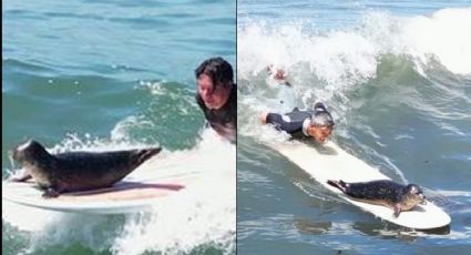 Foca conquista a las redes sociales al montarse en las tablas de surf; su VIDEO se vuelve viral