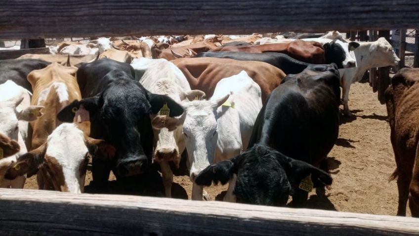 Tras cateo a rancho, Fiscalía de Sonora ubica y recupera ganado con reporte de robo en Guaymas