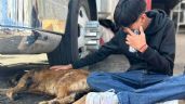 Ataque a Central de Abasto de Toluca: Amputarán patita a perrito Barbitas tras recibir dos balazos