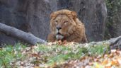 Leones rescatados de la fundación Black Jaguar - White Tiger se recuperan en Zoológicos de la CDMX