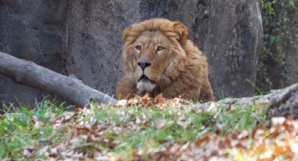 Leones rescatados de la fundación Black Jaguar - White Tiger se recuperan en Zoológicos de la CDMX