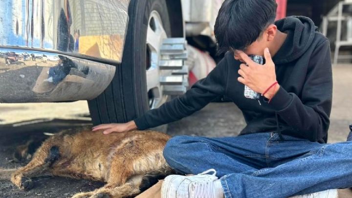 Ataque a Central de Abasto de Toluca: Amputarán patita a perrito Barbitas tras recibir dos balazos