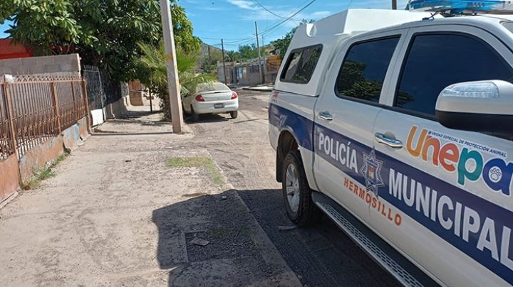 Maltrato animal en Hermosillo: Encuentran a perro sin vida y encadenado en casa abandonada