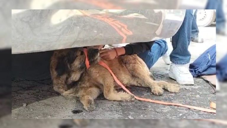 Perrito baleado durante ataque a Central de Abasto