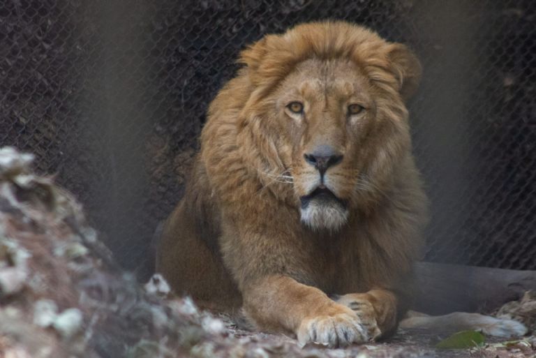 León rescatado en CDMX