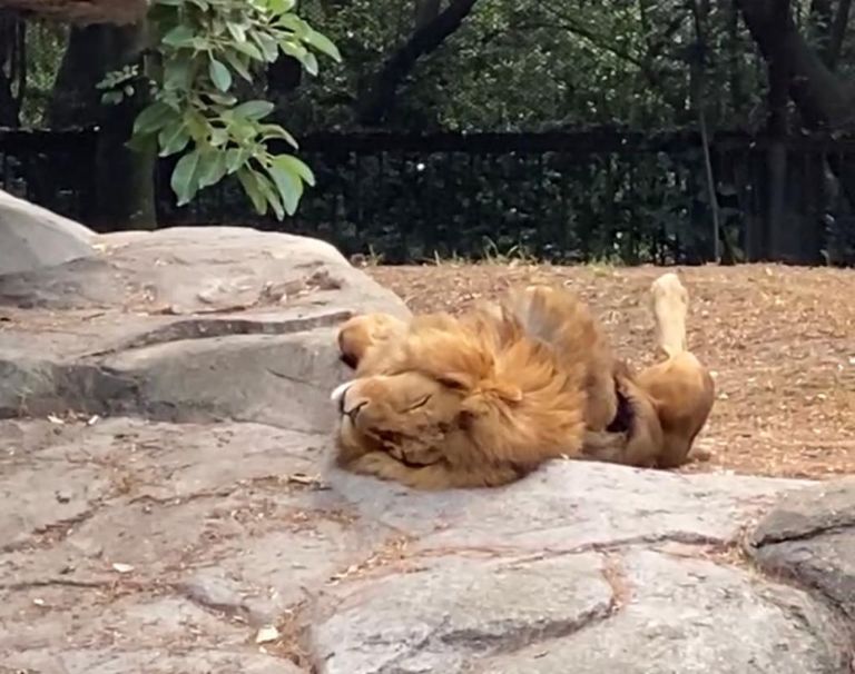 León rescatado en CDMX