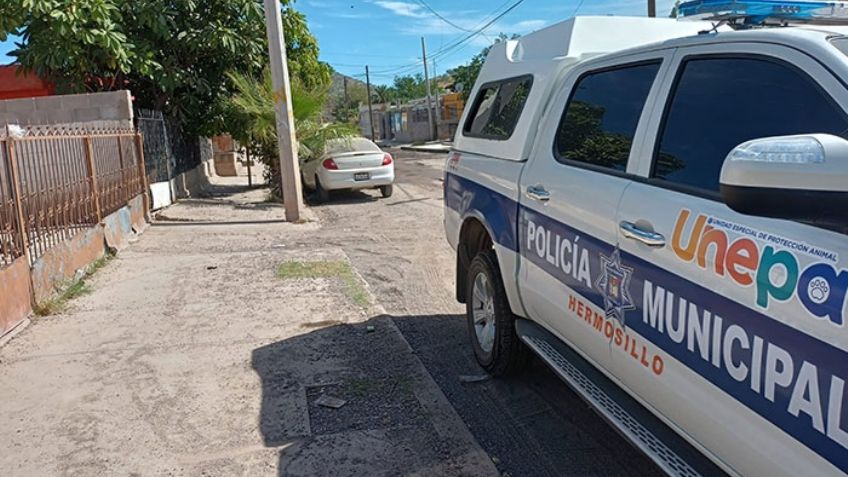 Maltrato animal en Hermosillo: Encuentran a perro sin vida y encadenado en casa abandonada