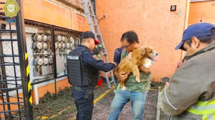 Toda vida cuenta: 'Lomito' queda atrapado entre los muros de 2 edificios en CDMX; así fue rescatado