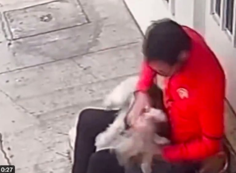 maltrato animal CDMX 