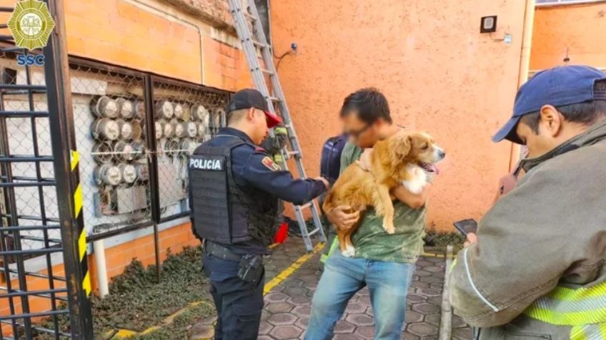 Toda vida cuenta: 'Lomito' queda atrapado entre los muros de 2 edificios en CDMX; así fue rescatado