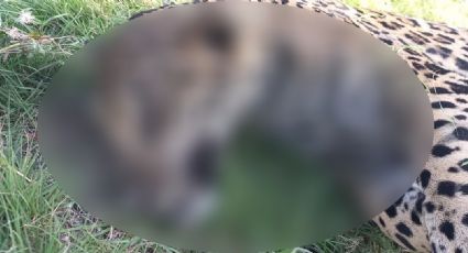 Lamentable: Profepa va por sujeto que atropello a un jaguar en una carretera de Quintana Roo