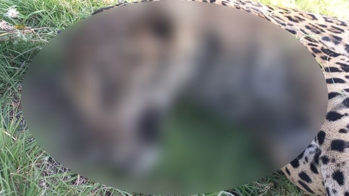 Lamentable: Profepa va por sujeto que atropello a un jaguar en una carretera de Quintana Roo