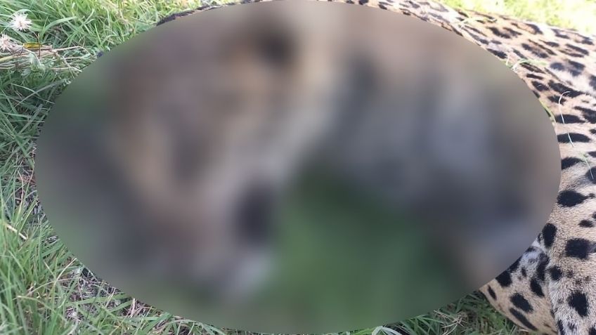 Lamentable: Profepa va por sujeto que atropello a un jaguar en una carretera de Quintana Roo
