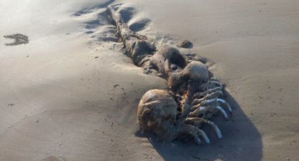 FOTOS: Hallan extraña estructura ósea en playa de Australia; dicen es una 'sirena extraterrestre'