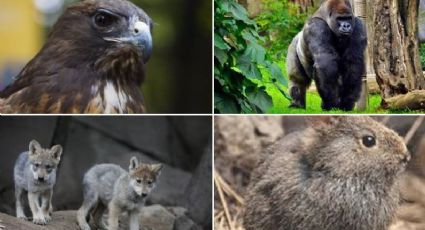 El Zoológico de Chapultepec sigue de fiesta y organiza el concurso 'Guardianes de la Vida Silvestre'