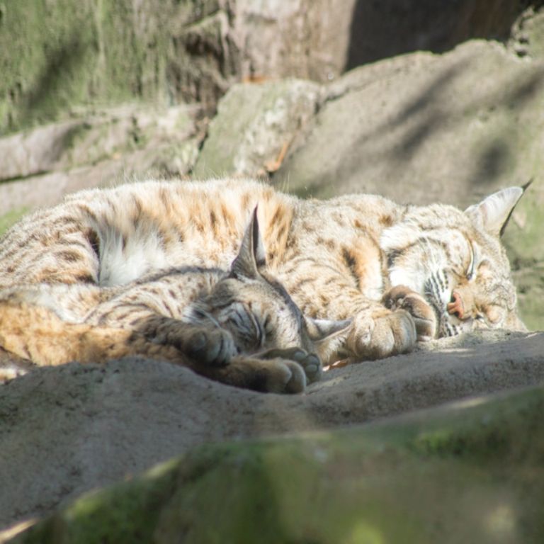 100 años del Zoológico de Chapultepec