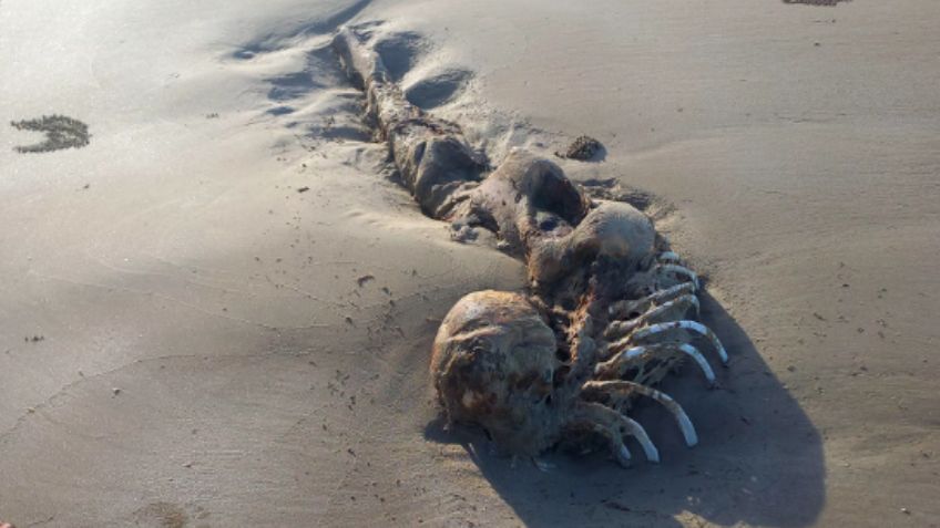 FOTOS: Hallan extraña estructura ósea en playa de Australia; dicen es una 'sirena extraterrestre'