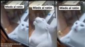 Gato entra en pánico al ver a un ratón e intenta huir desesperadamente; el VIDEO se volvió viral