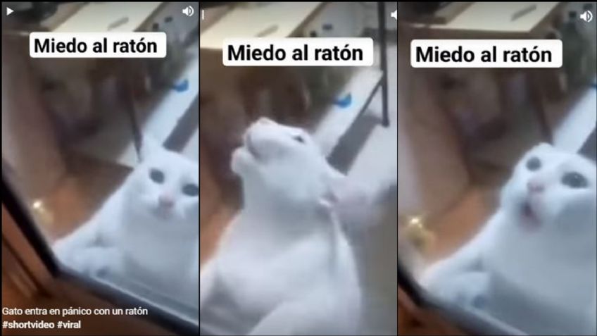 Gato entra en pánico al ver a un ratón e intenta huir desesperadamente; el VIDEO se volvió viral