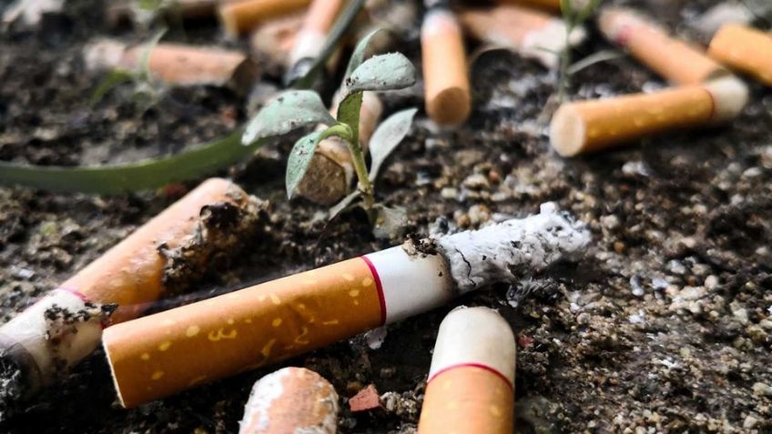 De humo a sustento: Transformando tierras de tabaco en líneas de vida