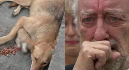 VIDEO: 'Perrita' conmueve a las redes tras no dejar a su cachorro; lo alimentaba pese a estar muerto