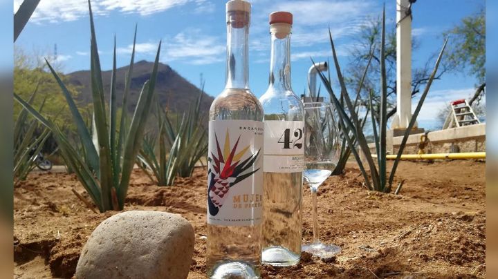 Para septiembre podría ser aprobada la iniciativa del bacanora en el estado de Sonora